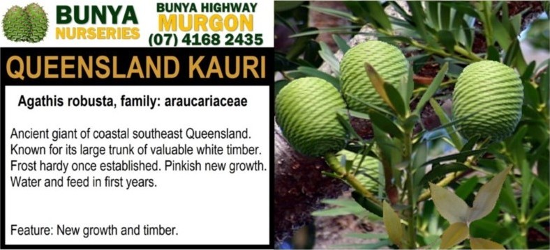 Agathis robusta - Queensland Kauri