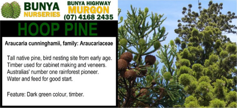 Araucaria cunninghamii - Hoop Pine