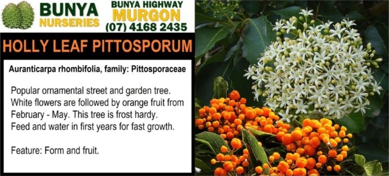 Auranticarpa rhombifolia - Holly Leaf Pittosporum