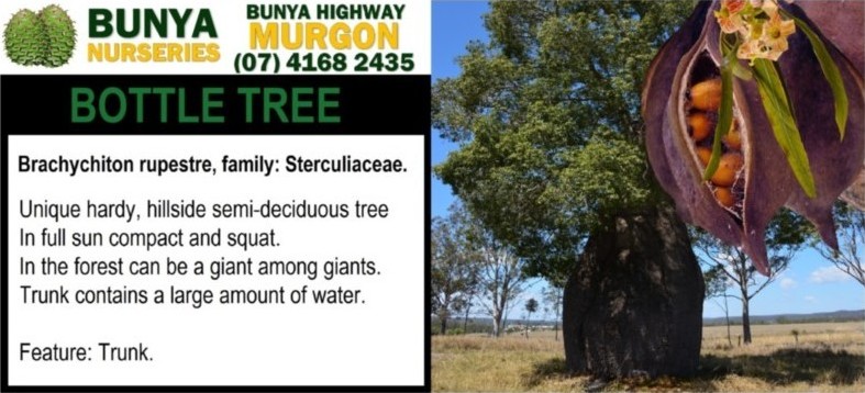 Brachychiton rupestre - Bottle Tree