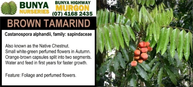 Castanospora alphandii - Brown Tamarind