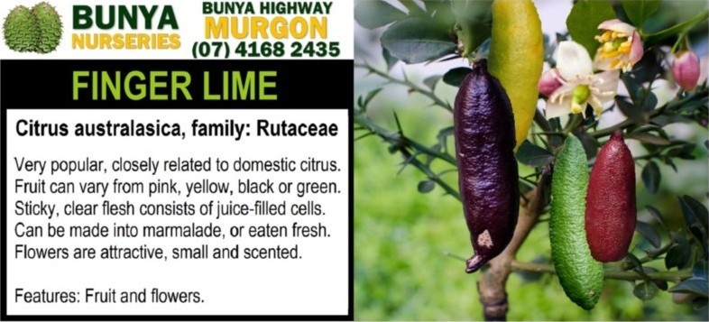 Citrus australiasica - Finger Lime