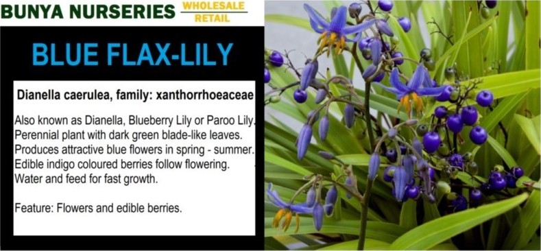 Dianella caerulea - Blue Flax Lily