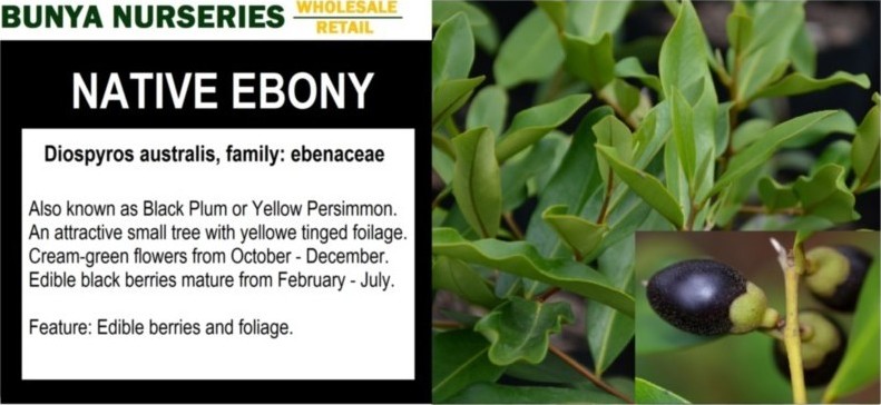 Diospyros australis - Native Ebony