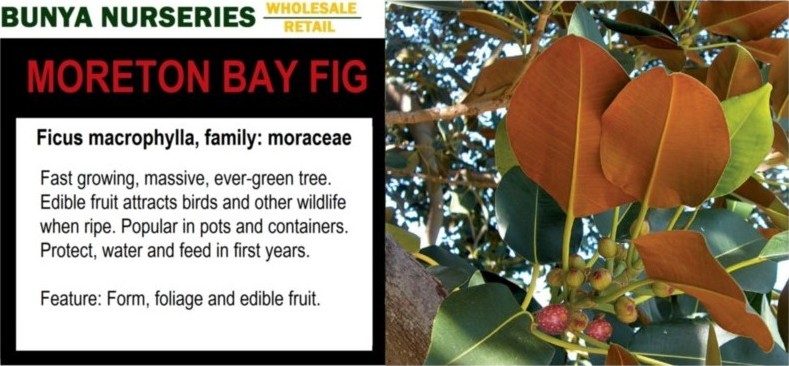 Ficus macrophylla - Moreton Bay Fig