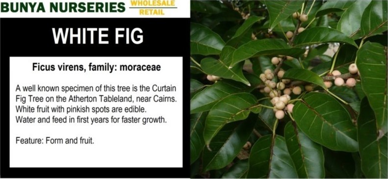 Ficus virens - White Fig