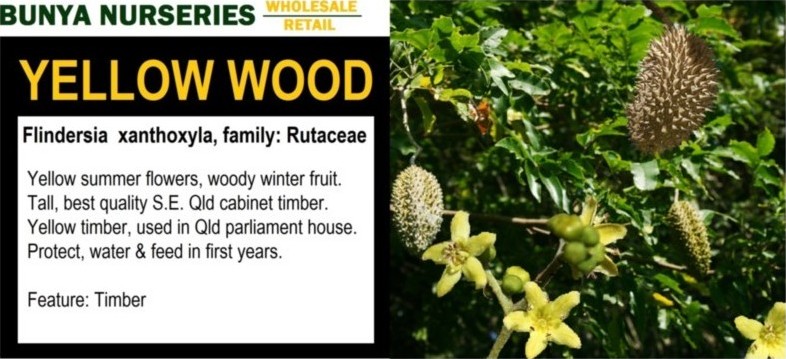 Flindersia xanthoxyla - Yellow Wood