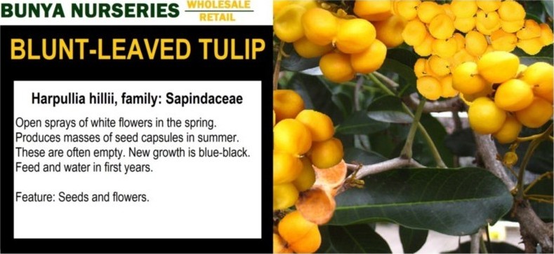 Harpullia hilli - Blunt Leaved Tulip