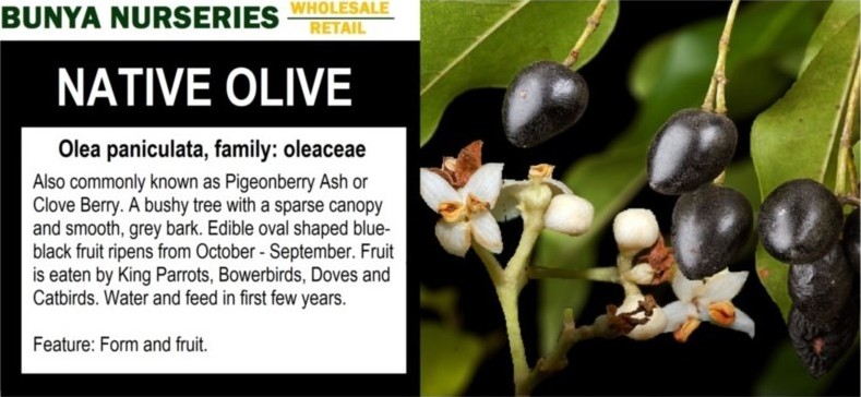 Olea paniculata - Native Olive