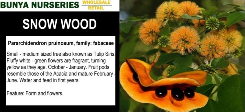 Pararchidendron pruinosum - Snow Wood