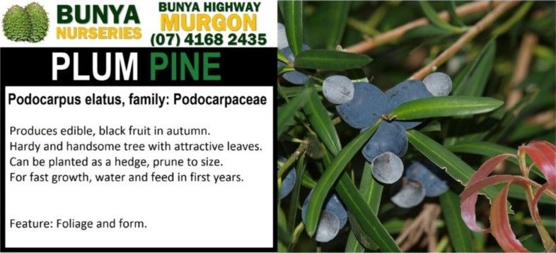 Podocarpus elatus - Plum Pine