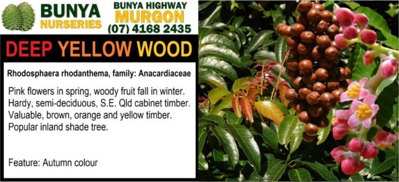 Rhodosphaea rhodanthema - Deep Yellow Wood