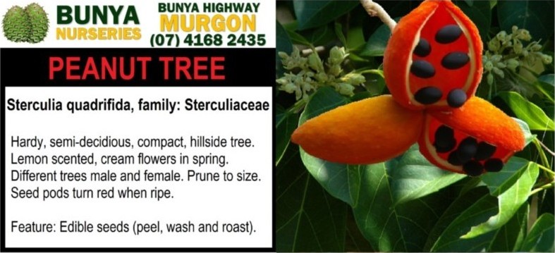 Sterculia quadrifida - Peanut Tree