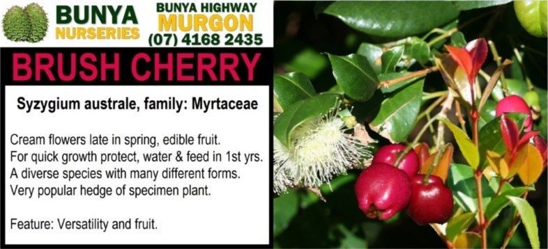 Syzygium australe - Brush Cherry