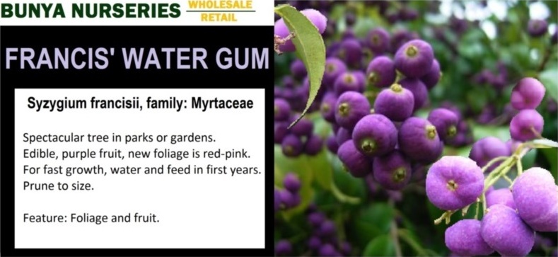 Syzygium francisii - Francis' Water Gum