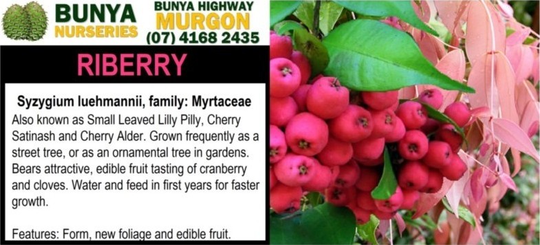 Syzygium luehmonnii - Riberry