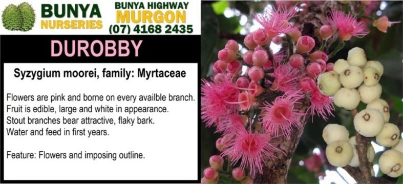 Syzygium moorei - Durobby