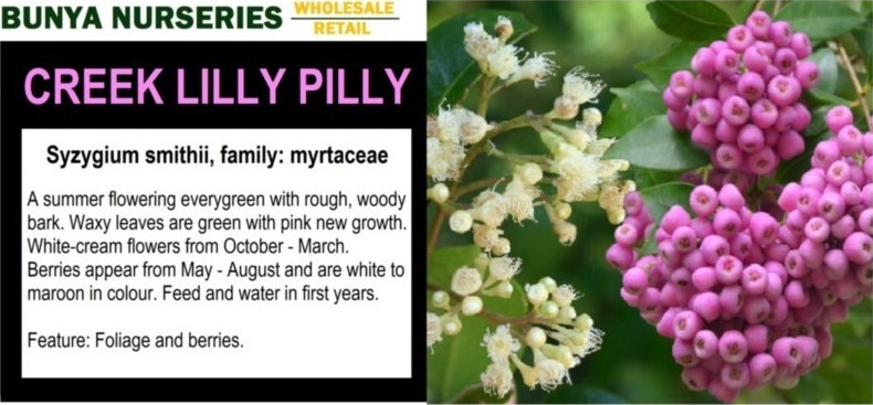 Syzygium smithii - Creek Lilly Pilly