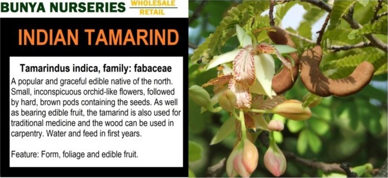 Tamarindus indica - Indian Tamarind