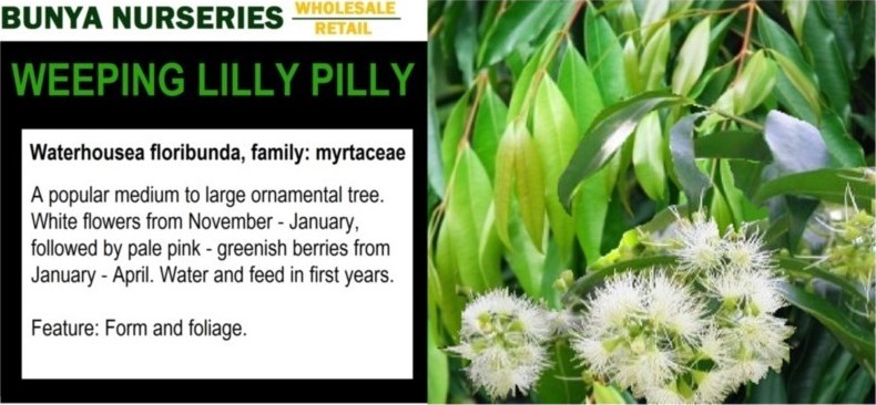 Waterhousea floribunda - Weeping Lilly Pilly