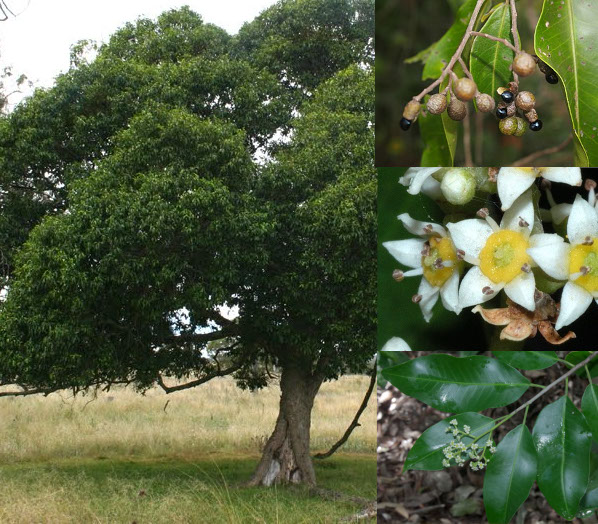Geijera salicifolia