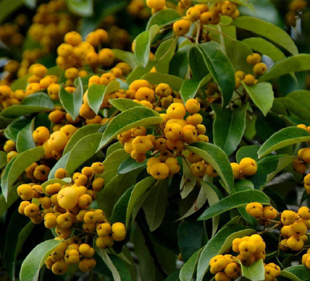 Mallotus discolor