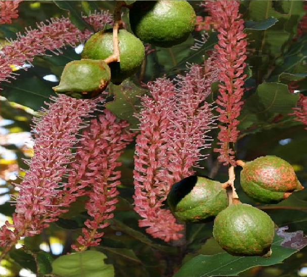 Macadamia Nut