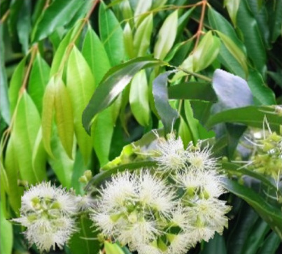 Waterhousea florabunda