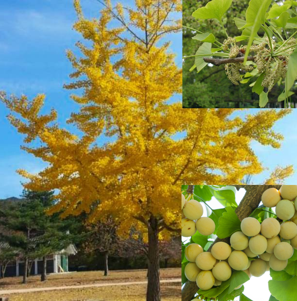 Ginkgo biloba