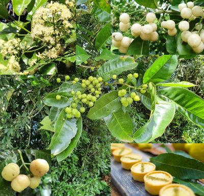 Lemon Aspin