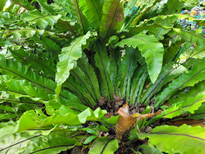 Birds-nest ferns-nest fern