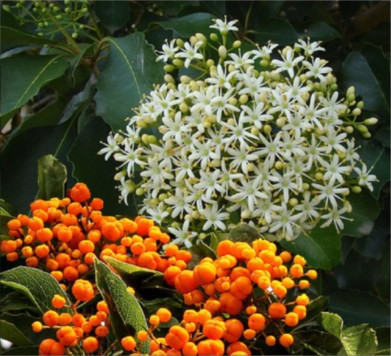 Holly Leaf Pittosporum