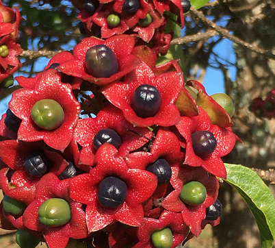 Clerodendrun florabunda
