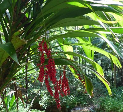Cordyline petiolaris