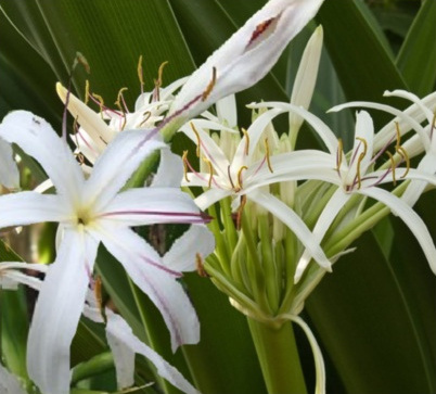 Crinum pedunculatum