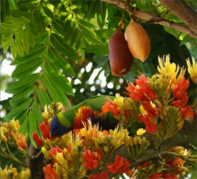 Castanospermum australe