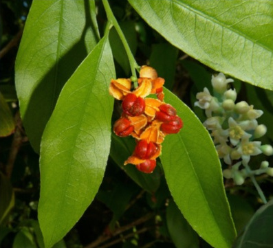 Celastrus subspicata