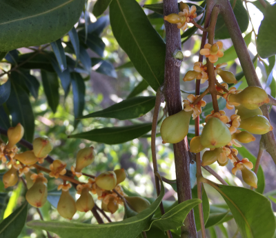 Cupaniosis parvifolia