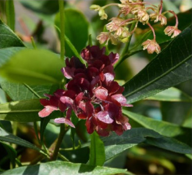 Hopbush