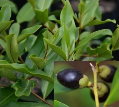 Native Ebony
