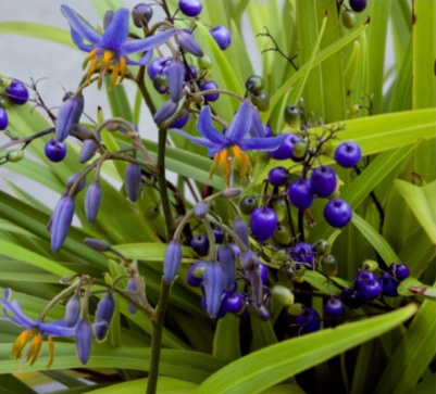 Blue Flax Lily