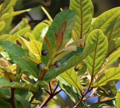 Cryptocarya obovata