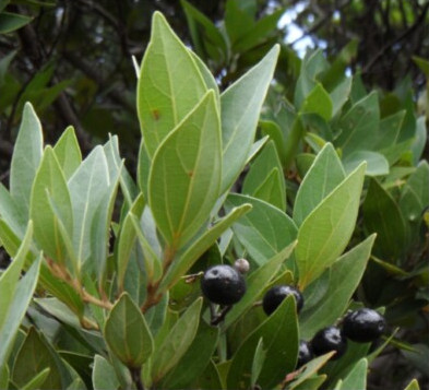 Three Veined Laurel