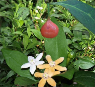 Cyclophyllum longipetalum