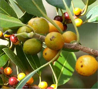 Small Leaf Fig