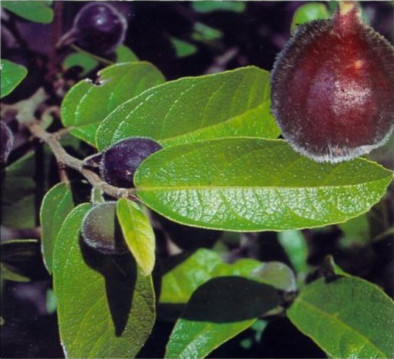 Sandpaper Fig