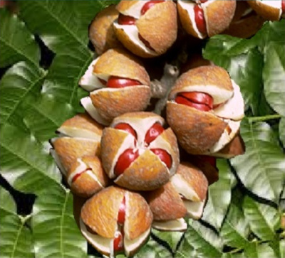 Red Bean