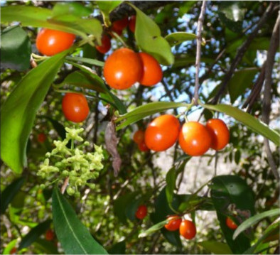 Red Olive Plum