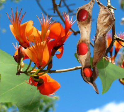 Erythrina vaspertilio