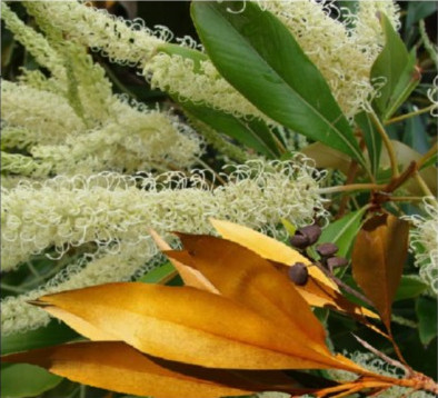 Grevillea baileyana